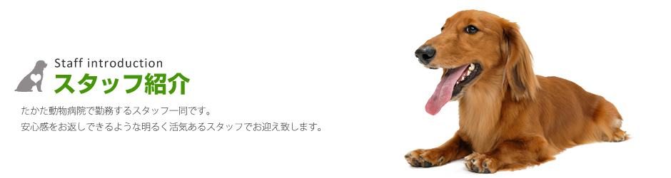�X�^�b�t�Љ�